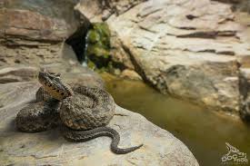 Image result for Pycreus melas