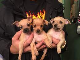 Oregon chihuahua breeder did you know they are the worlds. Best Chihuahua Puppies For Sale In Medford Oregon For 2021