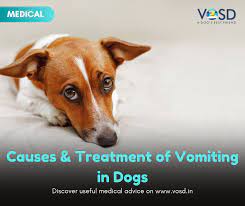 If your dog has symptoms of liver dysfunction, cancer may be suspected as the cause, based on age and i do not know whether sammy has a chance of survival without knowing more about his situation. Causes And Treatment Of Vomiting In Dogs Vosd Expert Advice