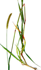 Image result for Setaria pumila