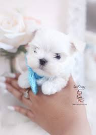Why buy a maltese puppy for sale if you can adopt and save a life? Teacup And Toy Maltese Puppies Teacup Puppies Boutique