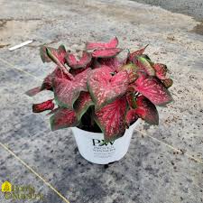 Image result for Caladium