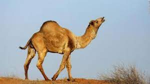 Know another solution for crossword clues containing camel with one hump? Xb Tusdqsh2bwm