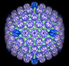 The herpes simplex virus comes in two forms: Understanding Blood Tests For Herpes Dr Jen Gunter