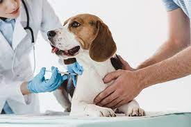 Get Your Dog These Important Vaccines
