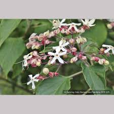 Image result for Clerodendrum melanocrater