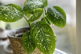 Dumb Cane Plant Care In 2020 Plant Care Houseplant House Plant Care Indoor Plants