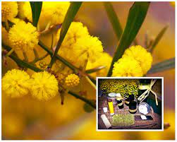 Mimosas From Tirana And Our Beauty Crafts Trees To Plant Australian Trees Mimosa
