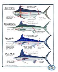 • marlins can swim faster than swordfish. Marlin In Central America Central America Fishing