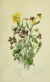 Hairy Violet Sweet Violet Marsh Violet Wood Violet Dwarf Yellow Spurred Violet Cream Coloured Botanical Drawings Botanical Illustration Plant Illustration
