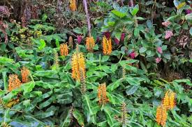 Image result for Helichrysum moggii