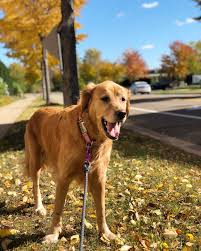 Golden retriever puppies for sale in moorpark, california united states. Golden Retriever Puppies Mn Facebook Guide At Puppies Status Velocity Uwaterloo Ca