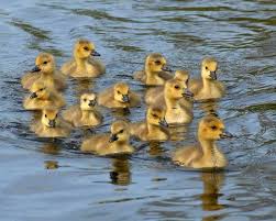 Birds With Yellow Feathers In Michigan Duckling Family Photography Duck Siblings Portrait Michigan Wildlife Photography Blue Yellow Beautiful Birds Wildlife Photography Family Photography
