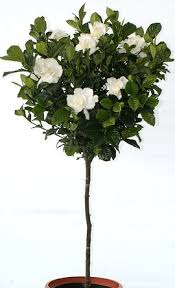 Image result for Gardenia