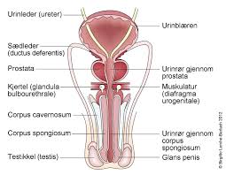 Mange kvinner kommer til oss med denne problematikken. Befruktningen Hva Skjer Nhi No
