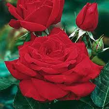 Mister Lincoln Hybrid Tea Rose Hybrid Tea Roses Tea Roses Rose Trees