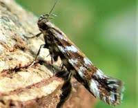 Image result for Ericinella