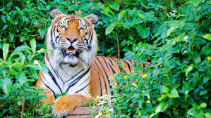 The choice of national animals is usually very carefully made and is based on one of more aspects qatar. Hear Them Roar South Korea To Open Asia S Largest Tiger Forest Development Travel Weekly Asia