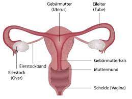1 eileiter 2 gebärmutter 3 gebärmutterhals 4 große schamlippen 5 6 kleine schamlippen klitoris 7 scheide 8 hier reifen die eizellen heran. Weibliche Geschlechtsorgane Frauenarzt Dr Massling