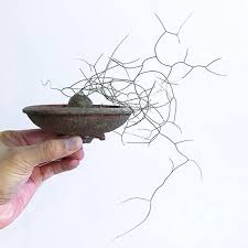 Image result for Schizobasis intricata