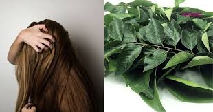 We did not find results for: Daun Kari Daun Inai Minyak Kelapa Rawat Macam Macam Masalah Rambut Yang Penting Bajet Hijabista