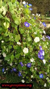 Image result for Ipomoea trinervia