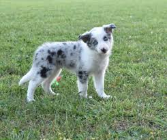 I have 14 acres of land, most of which is hay fields. Puppies Are So Curious This Blue Merle Border Collie Puppy Is So Adorable And Sweet Blue Merle Border Collie Puppy Border Collie Puppies Dog Trends