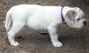 Everything a new owner should know. English Bulldog Mix Puppies For Sale Near Me Off 67 Www Usushimd Com