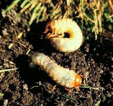Check spelling or type a new query. What Are Grub Worms King Green
