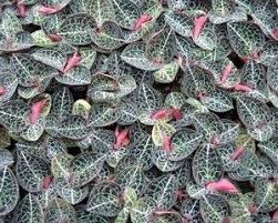 Image result for Orthochilus euanthus