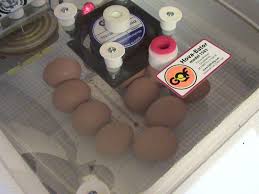 Also, make sure the eggs are note cracked. Egg Incubation Goffle Road Poultry Farm