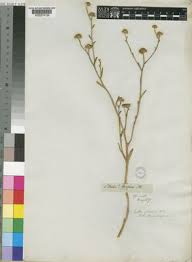 Image result for Litogyne gariepina