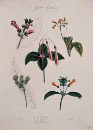 Image result for Gesneriaceae