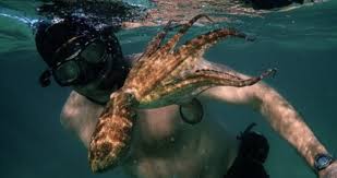 All this and more on netflix this coming june. Hit South African Documentary My Octopus Teacher Cements Netflix S Foothold In Africa