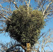 Image result for Viscum congolense