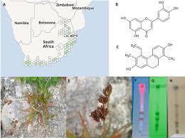 Image result for Juncus lomatophyllus