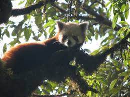 The Red Pandas Of Sikkim Wwf