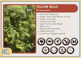 Image result for Tecoma weberbauriana