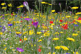 Rawing in lots of hummingbirds, carpenter bees, and butterflies! 80 20 Bee Butterfly British Native Wildflower Seed Mixture