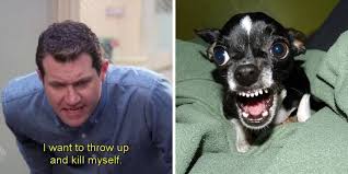 Image result for Recreation Pets Dogs Humor