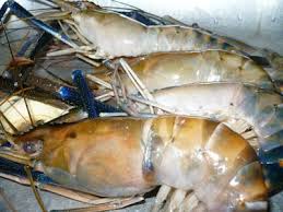 Resepi udang galah masak sari. Resepi Udang Galah Sup Famousresipi Farbuck Com