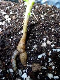 Image result for Steganotaenia