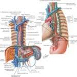 If documentation shows transhiatal esophagectomy without a laparoscopic approach, check code 43107. Welcome To Netter Images