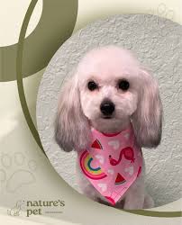 🐾✨ Robbie came out looking handsome after his grooming session! ✨🐾 Our  sweet little pup ended up spotless, soft, and more charming than ever… and  that red bow gives him the perfect