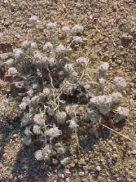 Image result for Helichrysum argyrosphaerum