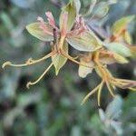 Image result for Cadaba farinosa