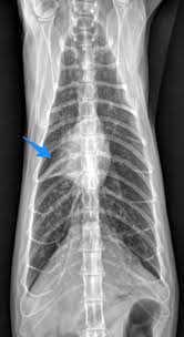 The Dyspneic Cat Is It The Heart Or Lower Airways Feline Dyspnea Respiratory Distress In Cats