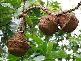 Image result for Lecythidaceae