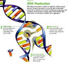By jacob cedarbaum 6187 views. 3 Basic Steps Of Dna Replication Novocom Top