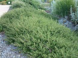 Image result for Corchorus kirkii